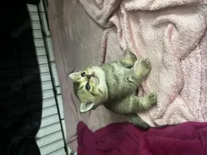 Bkh kitten britisch Kurzhaar 