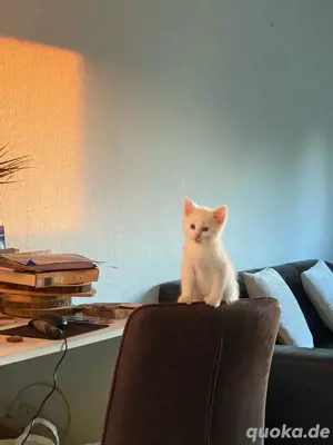 türkische angora kitten  Bild 2