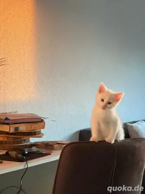 türkische angora kitten  Bild 4