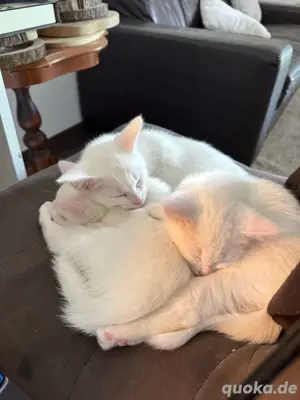 türkische angora kitten  Bild 3