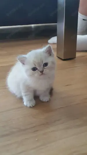 süße BKH Katzen