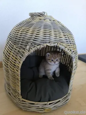BKH - Katzenbabys Bild 2