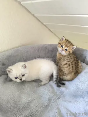 BKH - Katzenbabys Bild 3