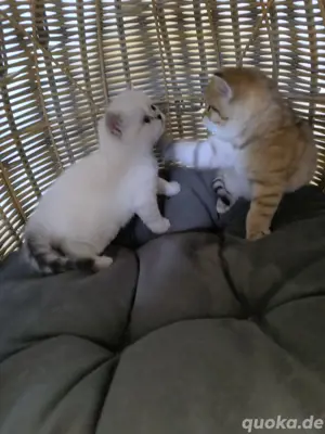 BKH - Katzenbabys