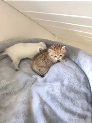 BKH - Katzenbabys Bild 5