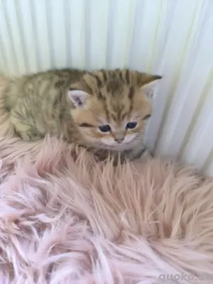 BKH - Katzenbabys Bild 4