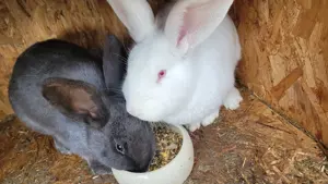Deutsche Riesen Mix Kaninchen zu verkaufen