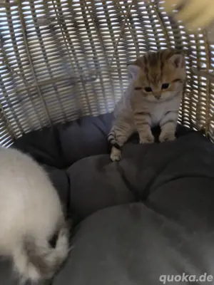 BKH - Katzenbabys Bild 6