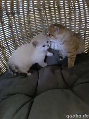 BKH - Katzenbabys Bild 7