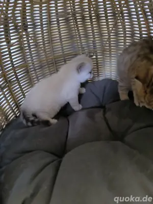 BKH - Katzenbabys Bild 8