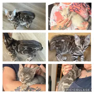 Exklusive Bengal kitten in tollen Farben mit Stammbaum 