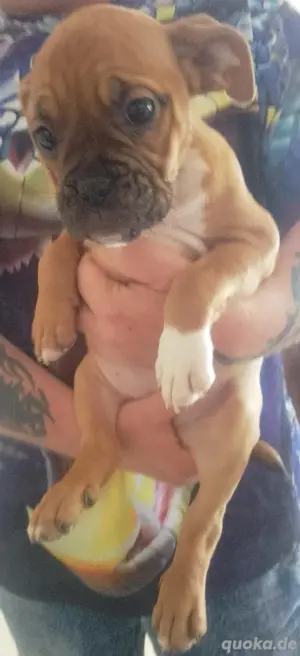 Boxer Mischling 