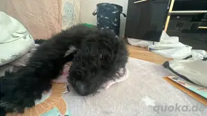 Goldendoodle welpe 