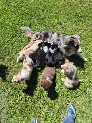 Australian Shepherd