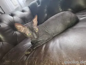 Wurfankündigung Sphinx 