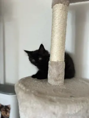 Siam Mix Kater - super lieb und verschmust - ab sofort abzugeben