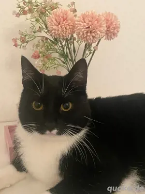 2 Jahre alte Hauskatze sucht eine neues Zuhause