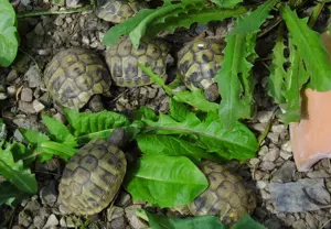 Gebe schön glatt gewachsene Griechische Landschildkröten ab. Testudo h. boettgeri NZ 2021 und 2022
