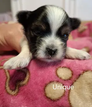 Biewer Yorkshire Terrier aus seriöser Liebhaberhaberzucht hat Nachwuchs