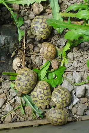 Verkaufe junge weibliche Dalmatinische Landschildkröten, Testudo h. hercegovinensis, Jahrgang 2021