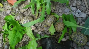 Verkaufe junge Dalmatinische Landschildkröten, Testudo h. hercegovinensis, Jahrgang 2021