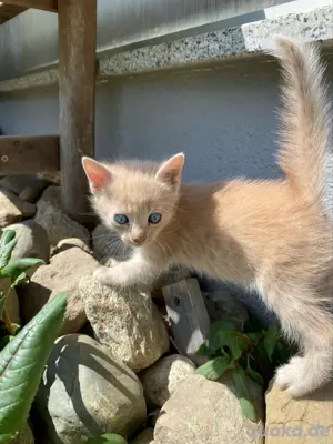 2 Babykätzchen suchen ein neues zu Hause
