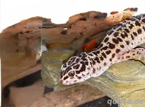 1.0 Leopardgecko, wunderschön, super Esser 