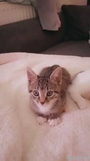 baby katzen 