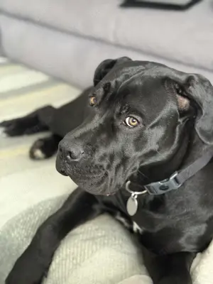 Cane Corso 8 Monate alt