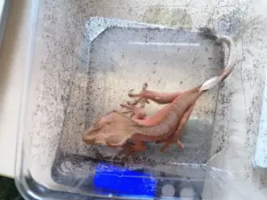 1. 0 Kronengecko abzugehen (mit oder ohne Terrarium)