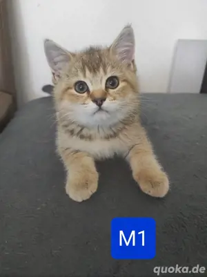 2 Reinrassige BKH Männchen 