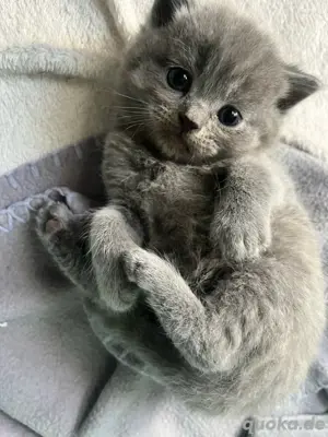 BKH  Kitten
