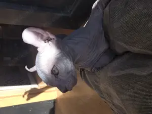 Sphynx  baby  dunkel Farbe  ein Junge  Bild 2