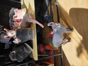 Sphynx  baby  dunkel Farbe  ein Junge  Bild 3