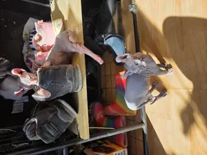 Sphynx  baby  dunkel Farbe  ein Junge  Bild 4