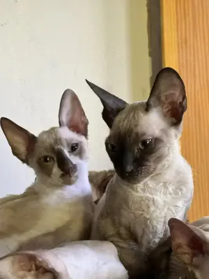 Cornish Rex Kätzchen von Saxonia Eleganz sofort abholbereit 