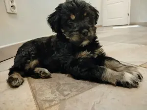 Terrier Welpe Hundebabys Bild 1
