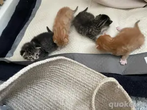 getigerte Kitten!