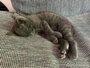 Kitten Kater Benji