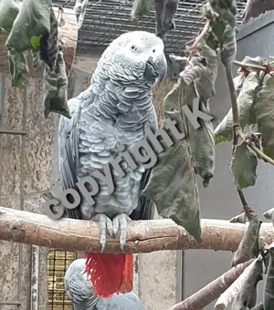 1 Jahr alter Graupapagei Hahn