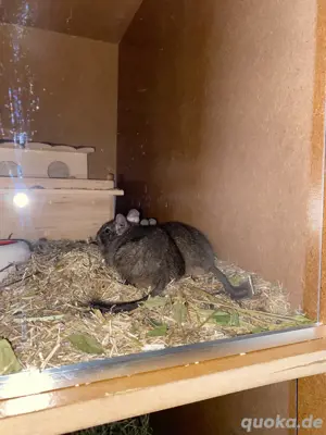2 Degu Jungs