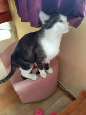 Süßer 8 Monate alter Kater sucht neues Zuhause 