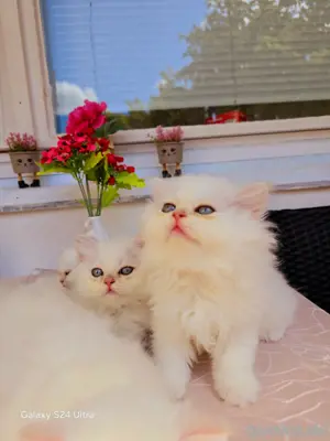    BLH Kätzchen kitten mit blauen Augen 
