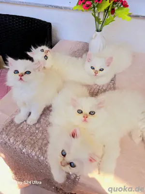 Süße BLH-Kitten     