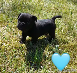 Französische Bulldogge-Mix Welpen suchen ein liebevolles Zuhause