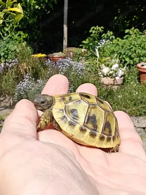 Verkaufe Griechische Landschildkröten mit Cites