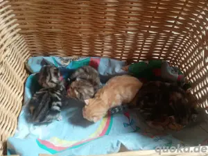 hübsche Norwegische Waldkatzen Kitten abzugeben!