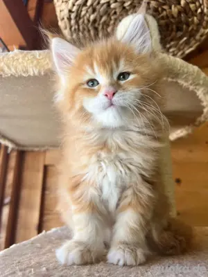 Maine Coon Kitten reinrassig typvoll 