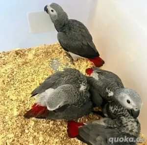 Graupapageienbabys