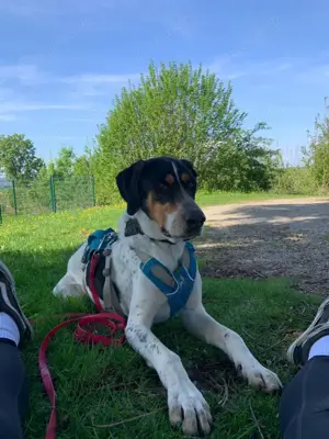 Olaf, große Schönheit, ca. 2 Jahre, 67 cm, 35 kg *in 34393 Grebenstein*